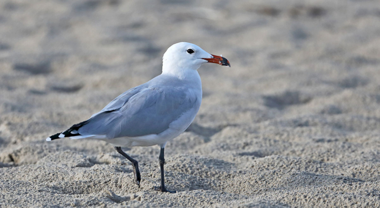 Menorca Möwe am Strand